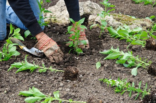 Accessibility support message for tree surgery website users