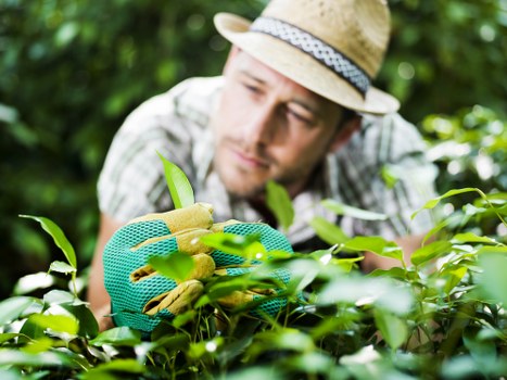 Formal review of a tree surgery complaint case